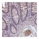 Merck Anti-SLC14A1 antibody produced in rabbit