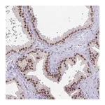 Merck Anti-UBE2Q1 antibody produced in rabbit