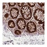 Merck Anti-LGALS9 antibody produced in rabbit