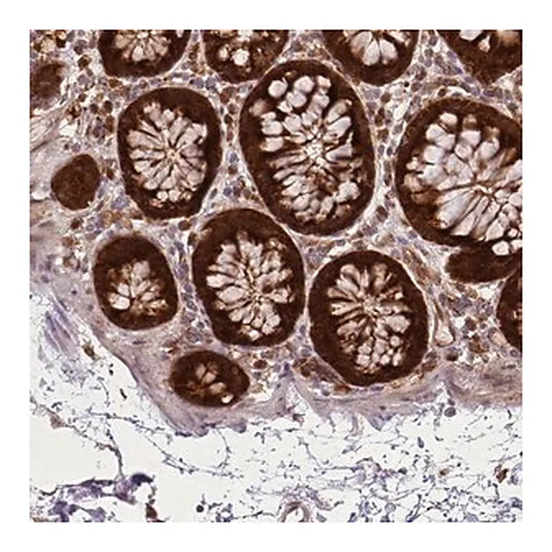 Merck Anti-LGALS9 antibody produced in rabbit
