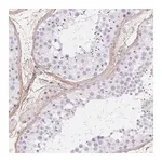 Merck Anti-PDZD2 antibody produced in rabbit