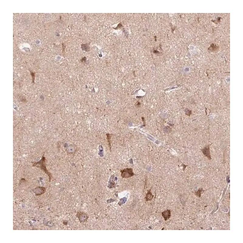 Merck Anti-LRRTM1 antibody produced in rabbit