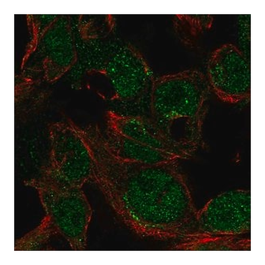 Merck Anti-LYZ antibody produced in rabbit