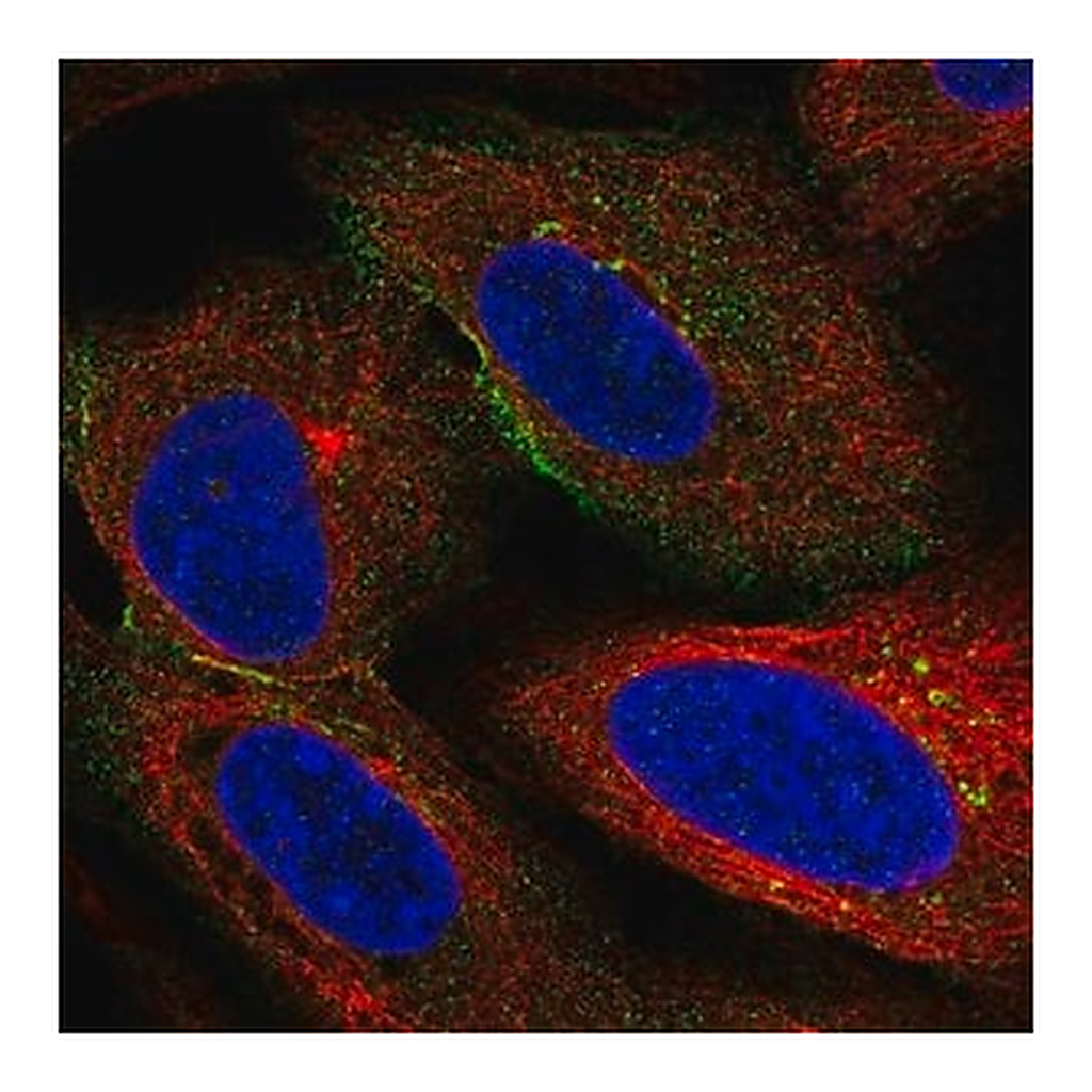 Merck Anti-HSPA12A antibody produced in rabbit