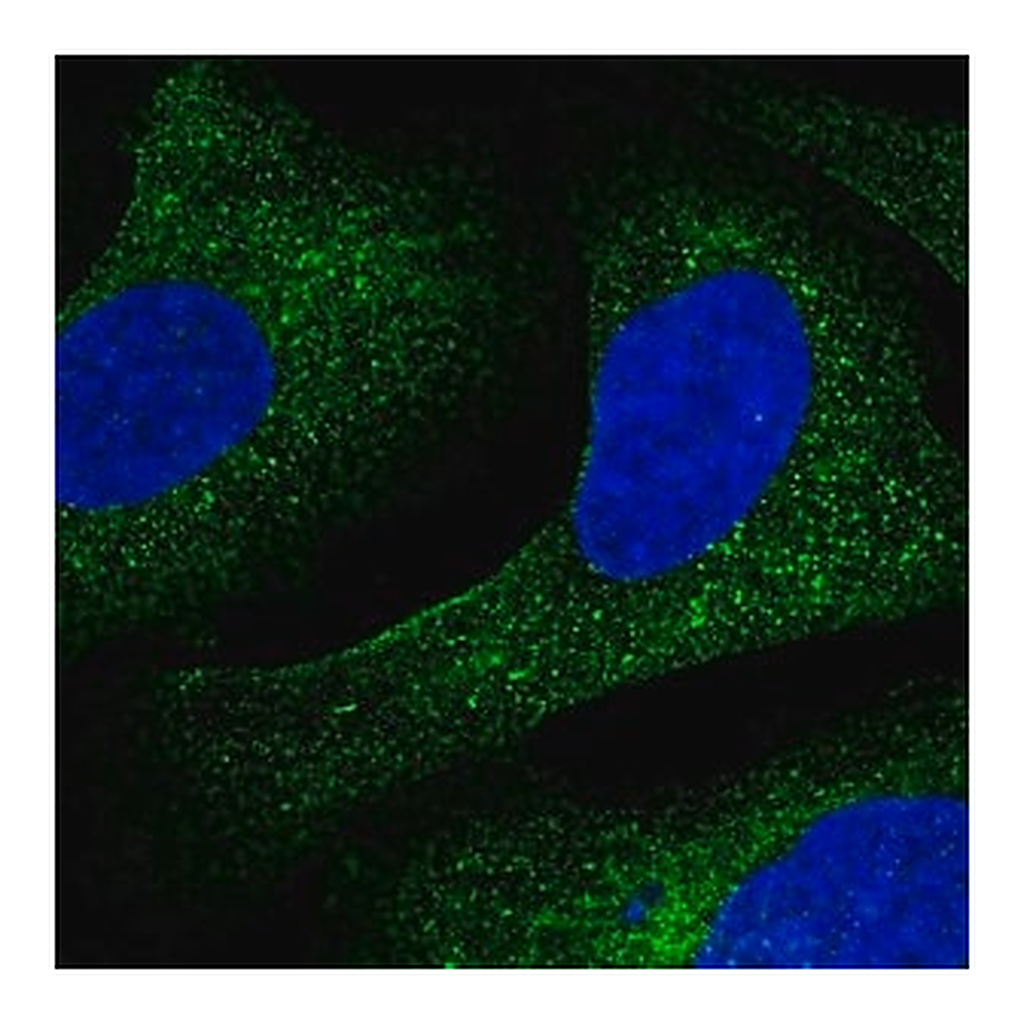 Merck Anti-CREB3 antibody produced in rabbit