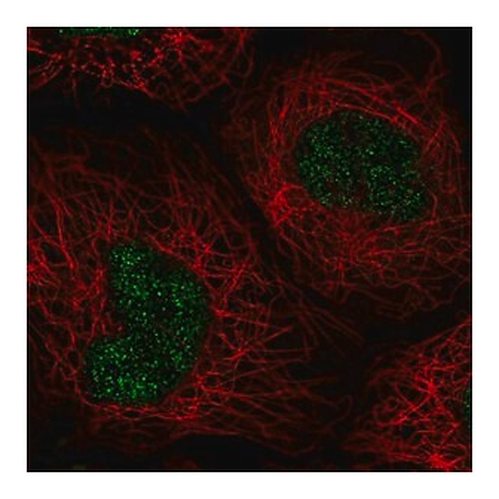 Merck Anti-NABP1 antibody produced in rabbit