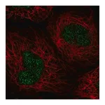 Merck Anti-NABP1 antibody produced in rabbit