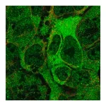 Merck Anti-ANKMY2 antibody produced in rabbit
