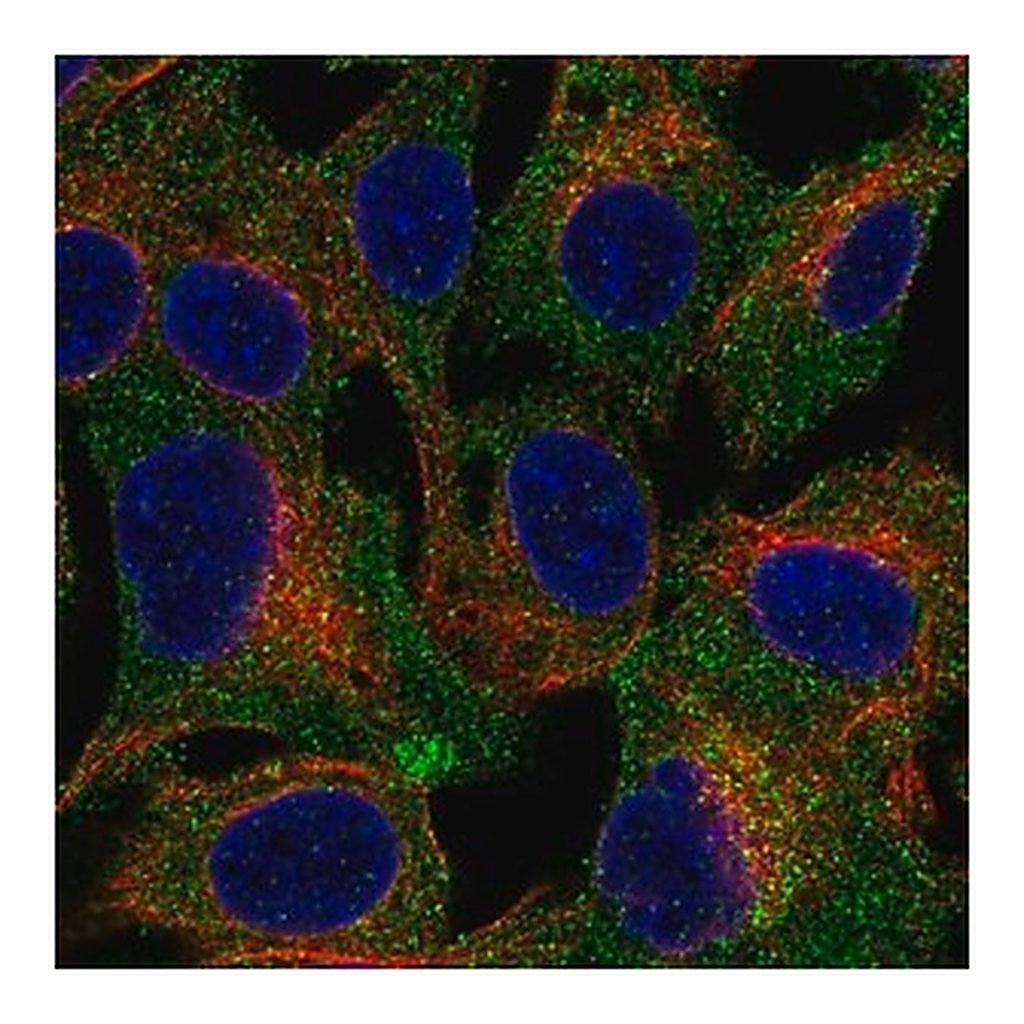 Merck Anti-TRPC4AP antibody produced in rabbit