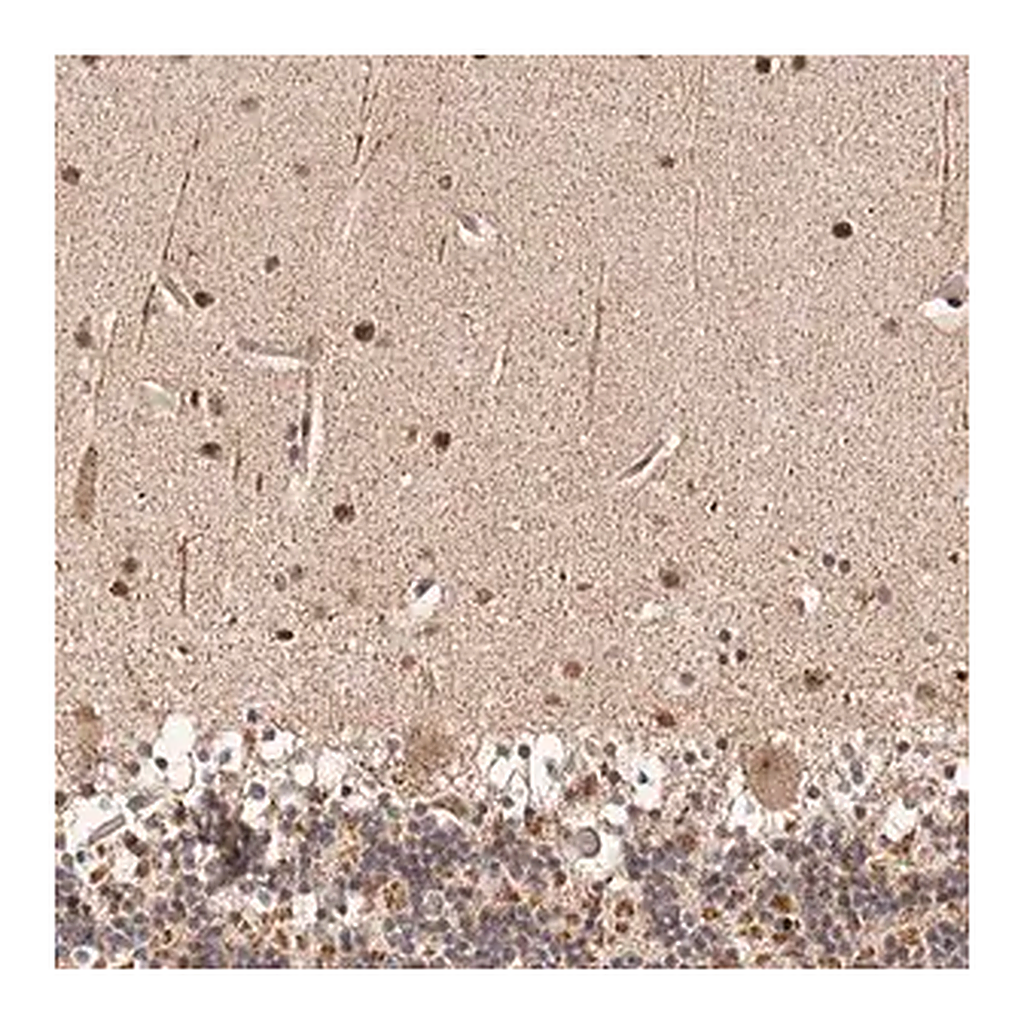Merck Anti-HIVEP3 antibody produced in rabbit