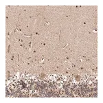 Merck Anti-HIVEP3 antibody produced in rabbit