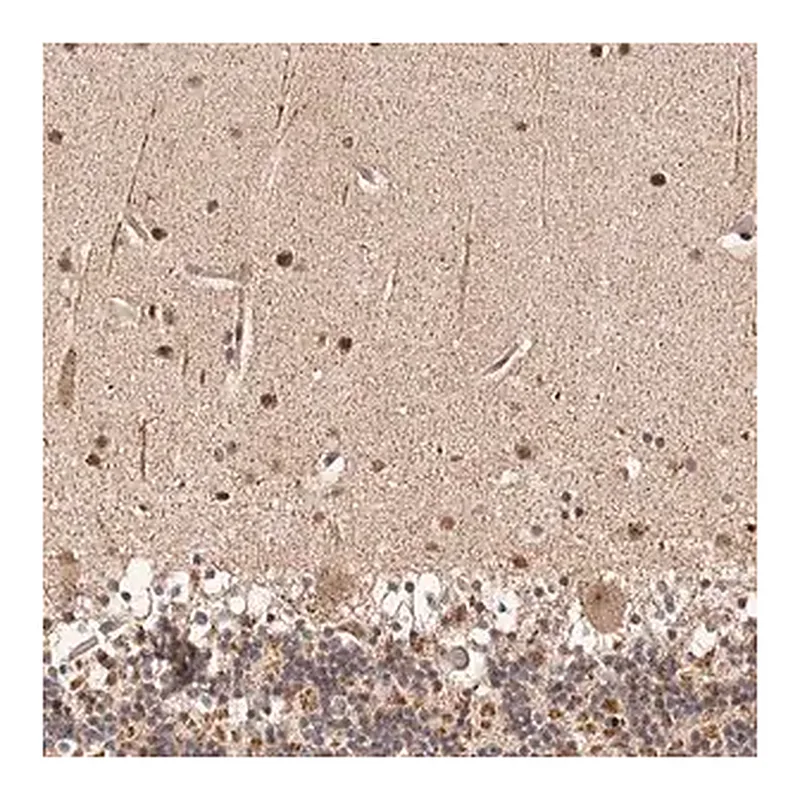 Merck Anti-HIVEP3 antibody produced in rabbit