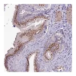 Merck Anti-PLEKHA4 antibody produced in rabbit
