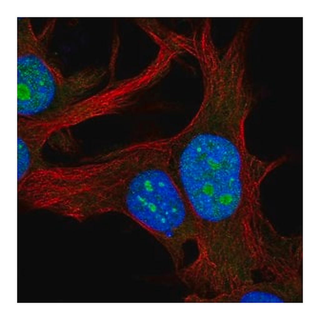 Merck Anti-RPL22L1 antibody produced in rabbit