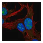 Merck Anti-RPL22L1 antibody produced in rabbit
