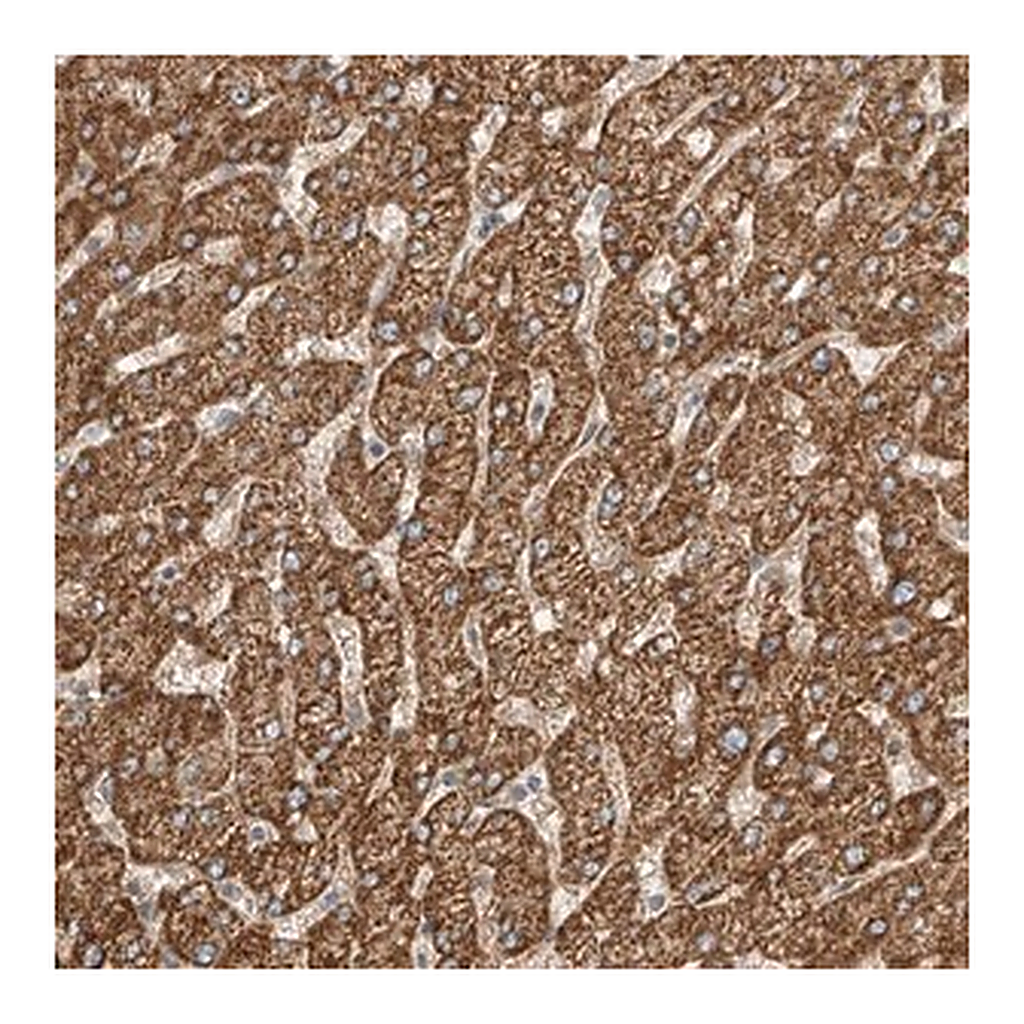 Merck Anti-ABCC11 antibody produced in rabbit