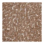 Merck Anti-ABCC11 antibody produced in rabbit