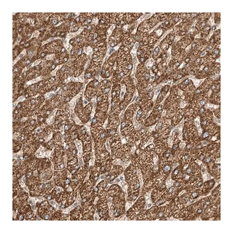 Merck Anti-ABCC11 antibody produced in rabbit