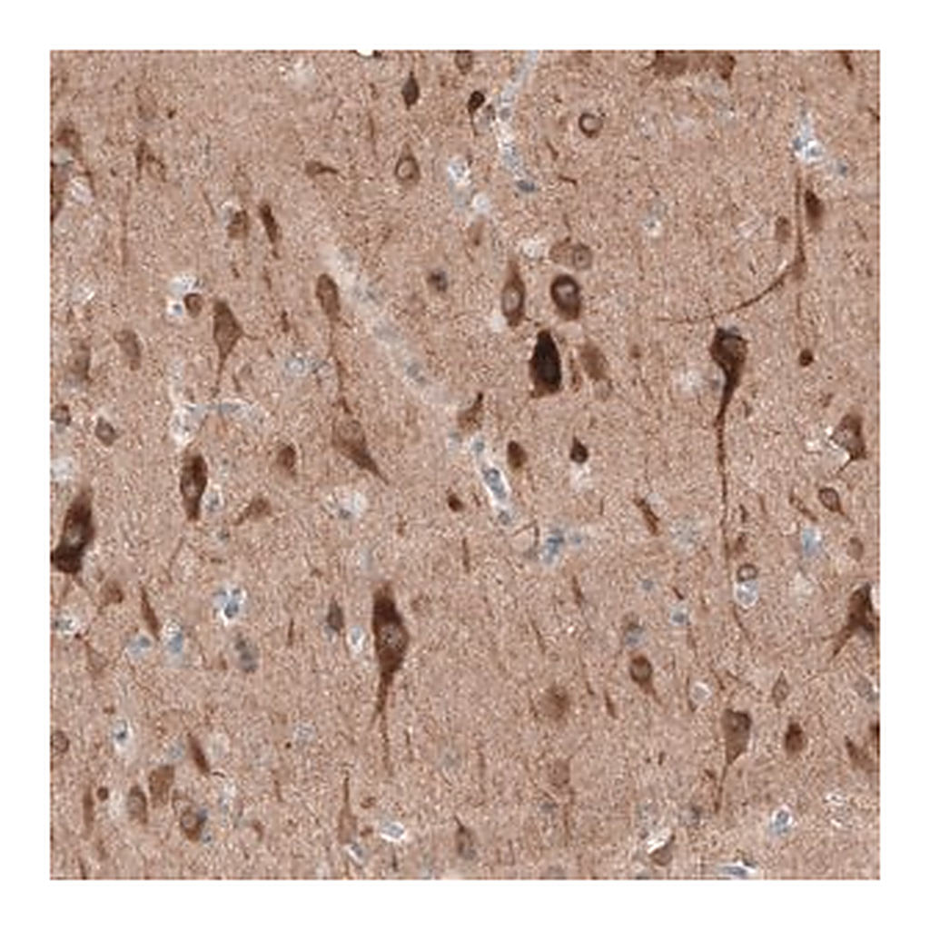 Merck Anti-PTPRD antibody produced in rabbit