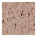 Merck Anti-PTPRD antibody produced in rabbit