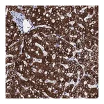 Merck Anti-GYS2 antibody produced in rabbit
