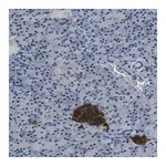 Merck Anti-FAM159B antibody produced in rabbit