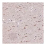 Merck Anti-TMEM100 antibody produced in rabbit