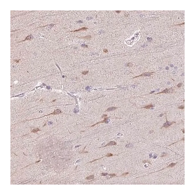 Merck Anti-TMEM100 antibody produced in rabbit