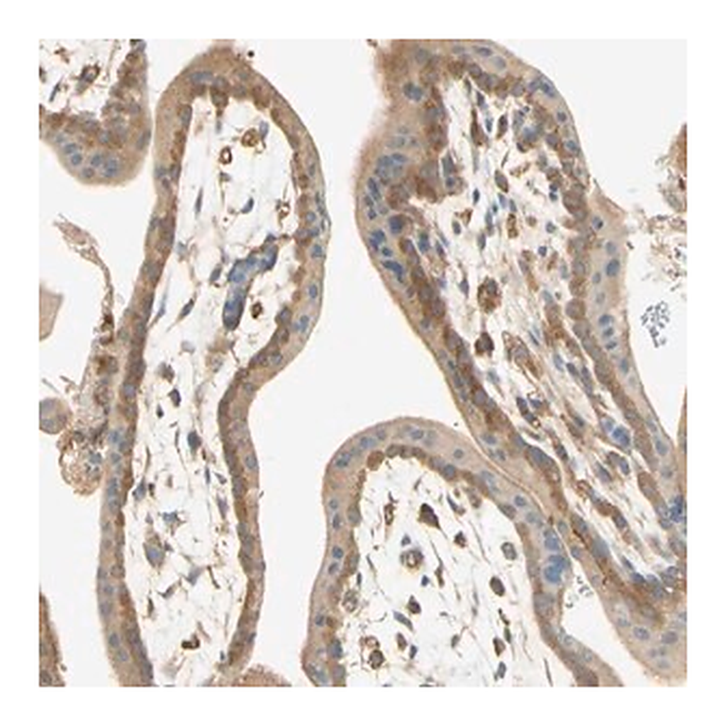 Merck Anti-IKBKG antibody produced in rabbit