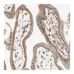 Merck Anti-IKBKG antibody produced in rabbit