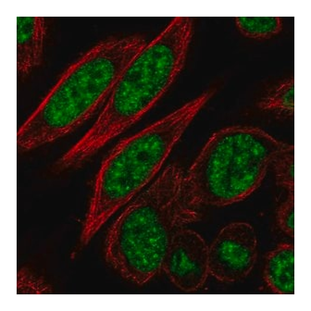 Merck Anti-CDK11A antibody produced in rabbit
