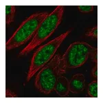 Merck Anti-CDK11A antibody produced in rabbit