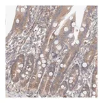 Merck Anti-PGGT1B antibody produced in rabbit
