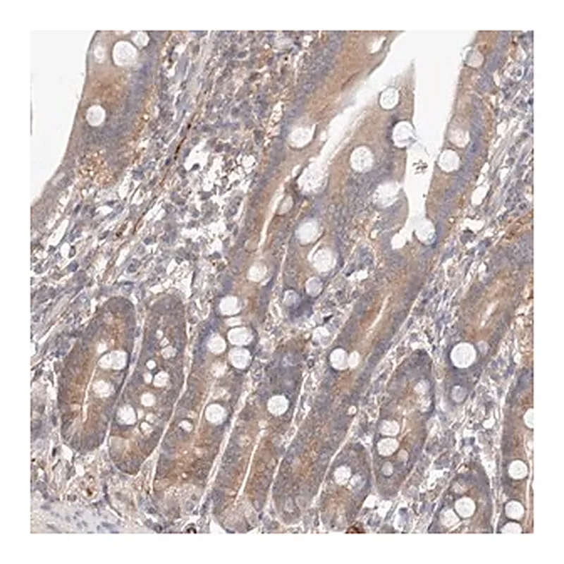 Merck Anti-PGGT1B antibody produced in rabbit