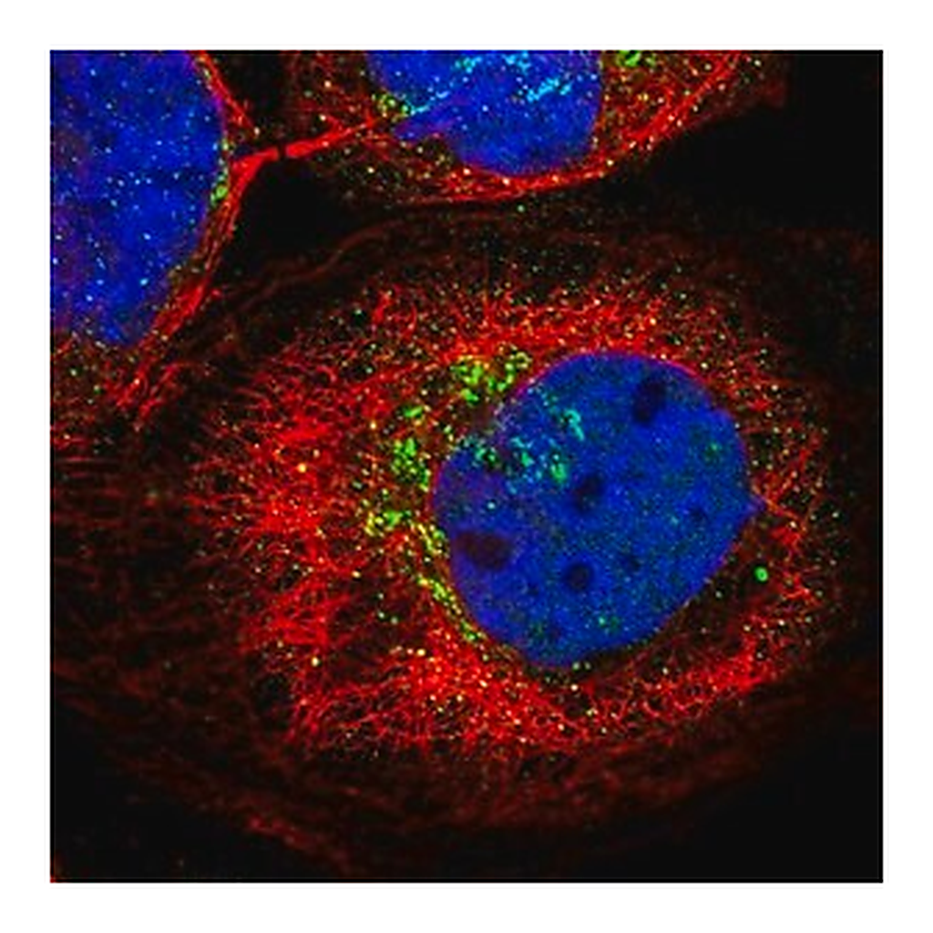 Merck Anti-KCNF1 antibody produced in rabbit
