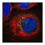 Merck Anti-KCNF1 antibody produced in rabbit