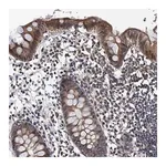 Merck Anti-NAA16 antibody produced in rabbit
