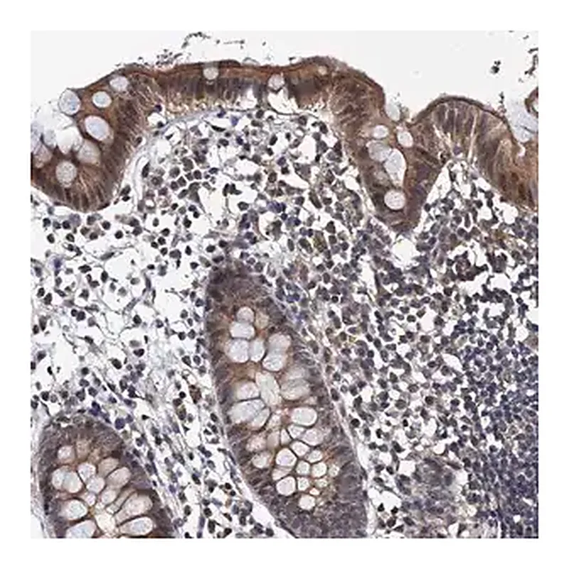 Merck Anti-NAA16 antibody produced in rabbit