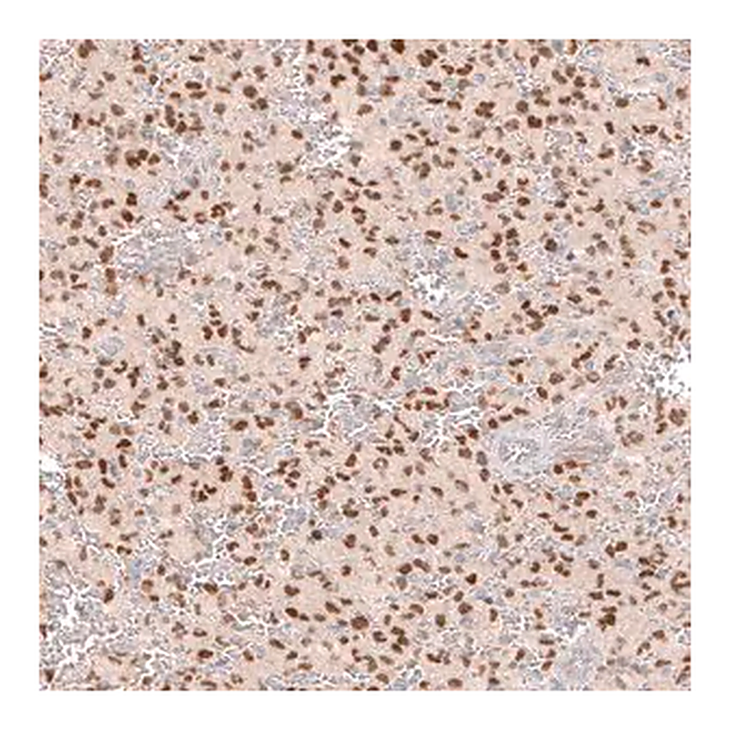 Merck Monoclonal Anti-SOX6 antibody produced in mouse