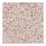 Merck Monoclonal Anti-SOX6 antibody produced in mouse