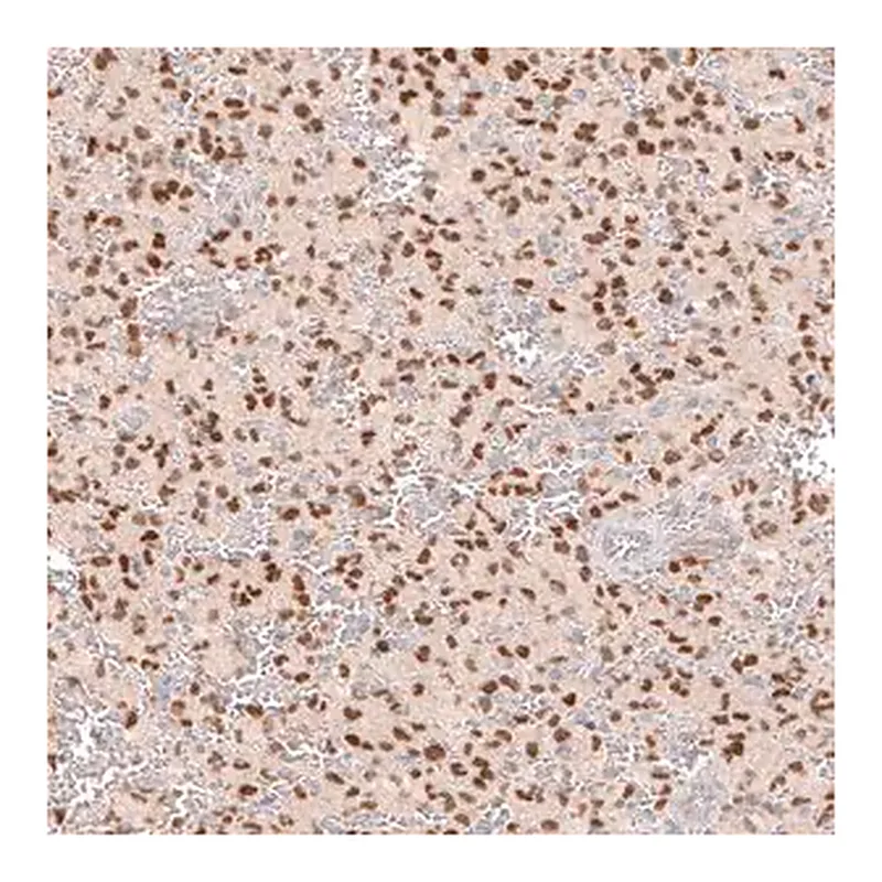 Merck Monoclonal Anti-SOX6 antibody produced in mouse