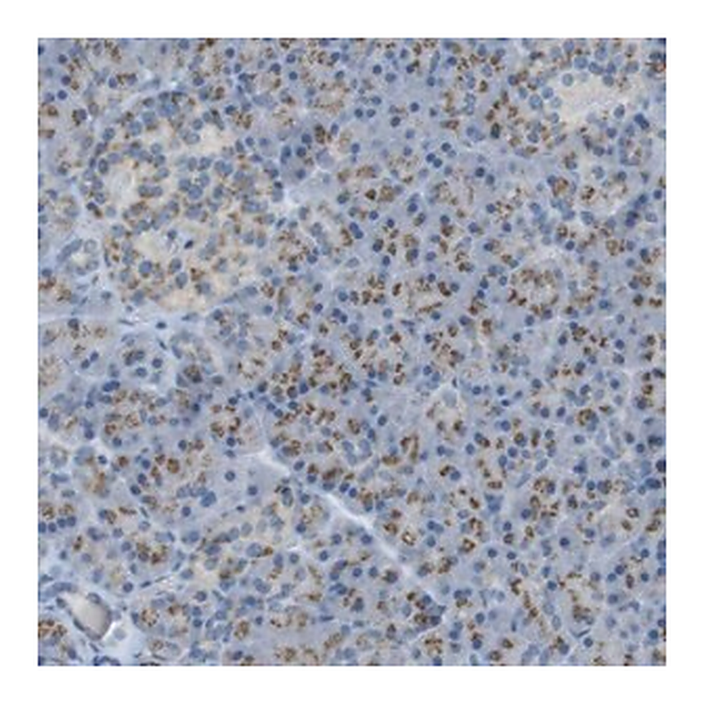 Merck Anti-TXNDC15 antibody produced in rabbit