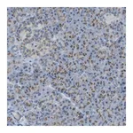 Merck Anti-TXNDC15 antibody produced in rabbit