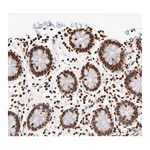 Merck Anti-ZCCHC16 antibody produced in rabbit