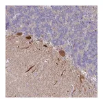 Merck Anti-WDR76 antibody produced in rabbit