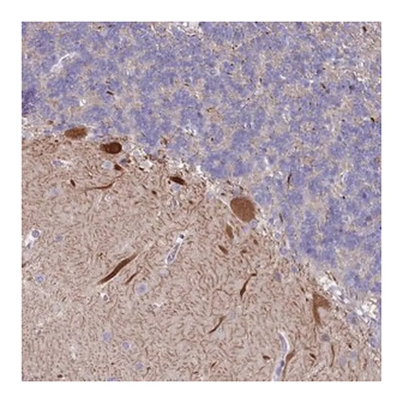 Merck Anti-WDR76 antibody produced in rabbit