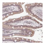 Merck Anti-TMED5 antibody produced in rabbit