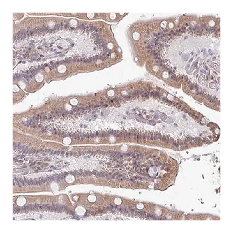 Merck Anti-TMED5 antibody produced in rabbit
