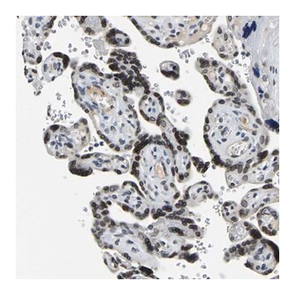 Merck Anti-RANBP2 antibody produced in rabbit