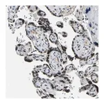 Merck Anti-RANBP2 antibody produced in rabbit